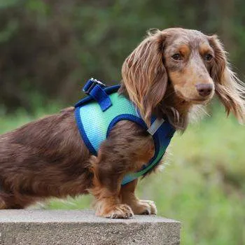 American River Ombre Choke-Free Dog Harness - Northern Lights