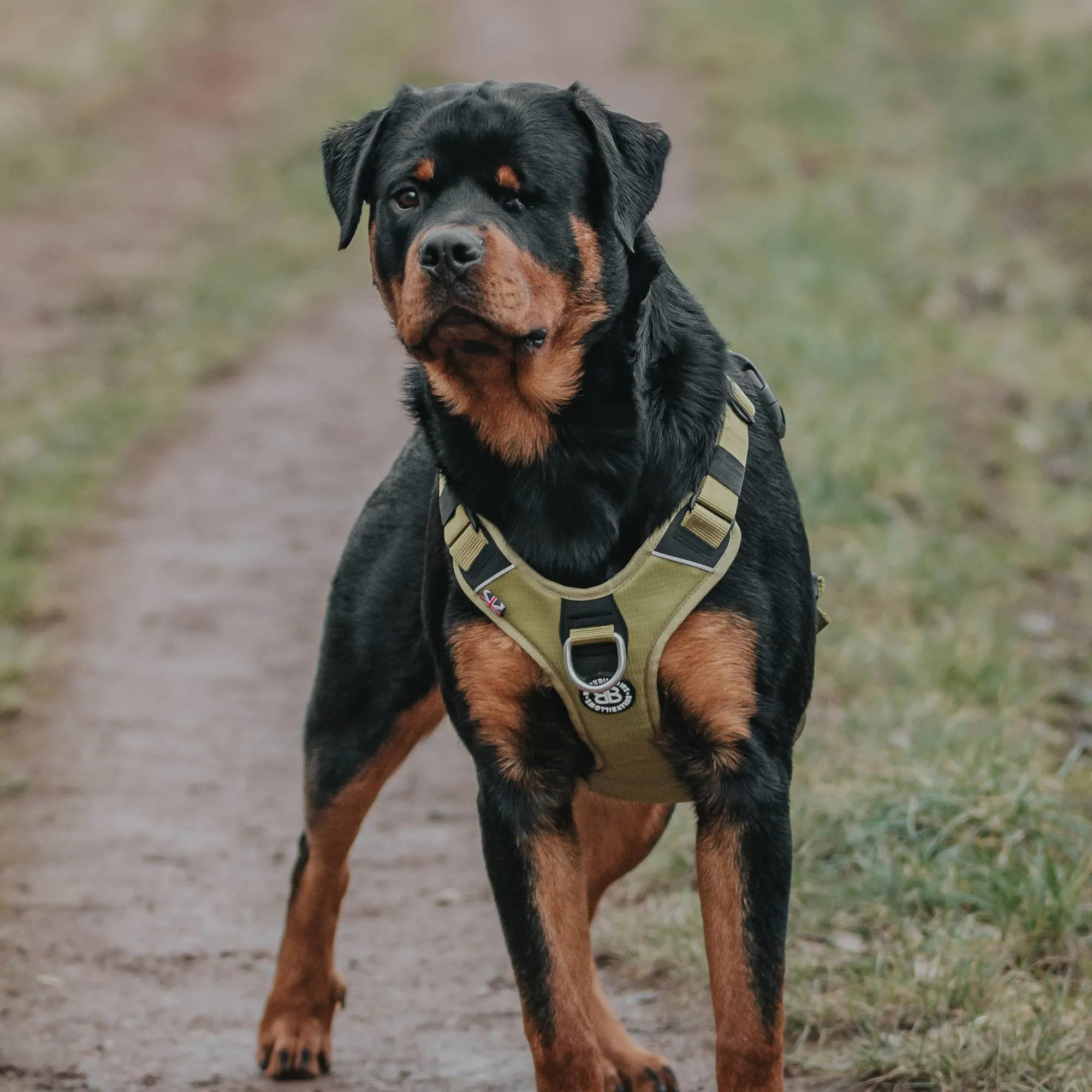 Anti Pull Harness | With Handle & Lighter | Hurricane Harness - Carminerose
