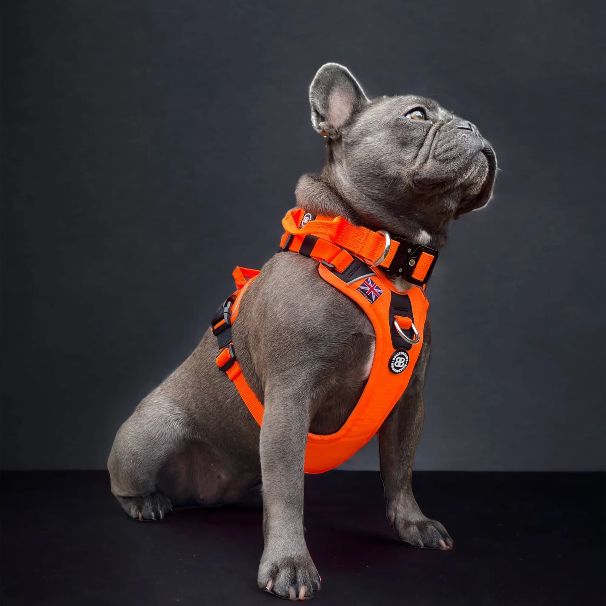 Anti Pull Harness | With Handle & Lighter | Hurricane Harness - Carminerose