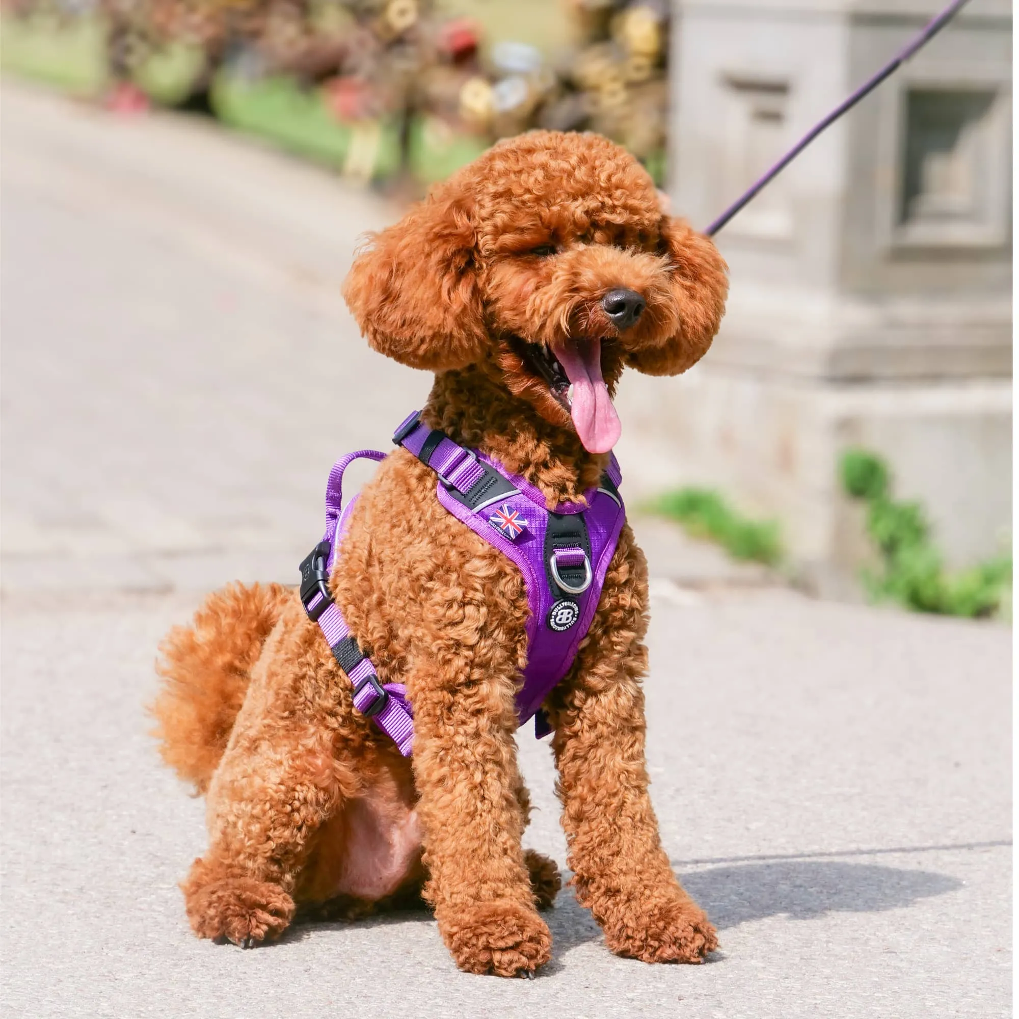 Anti Pull Harness | With Handle & Lighter | Hurricane Harness - Carminerose