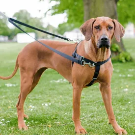 Freedom Harness, No-Pull Dog Harness: Multi-Use, Velvet Lining! Freedom Harness, No-Pull Dog Harness: Multi-Use, Velvet Lining!
