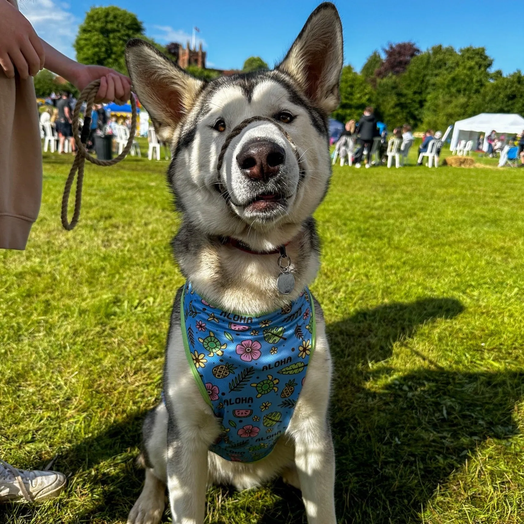 Island Breeze dog cooling vest - breathable dog summer t-shirt
