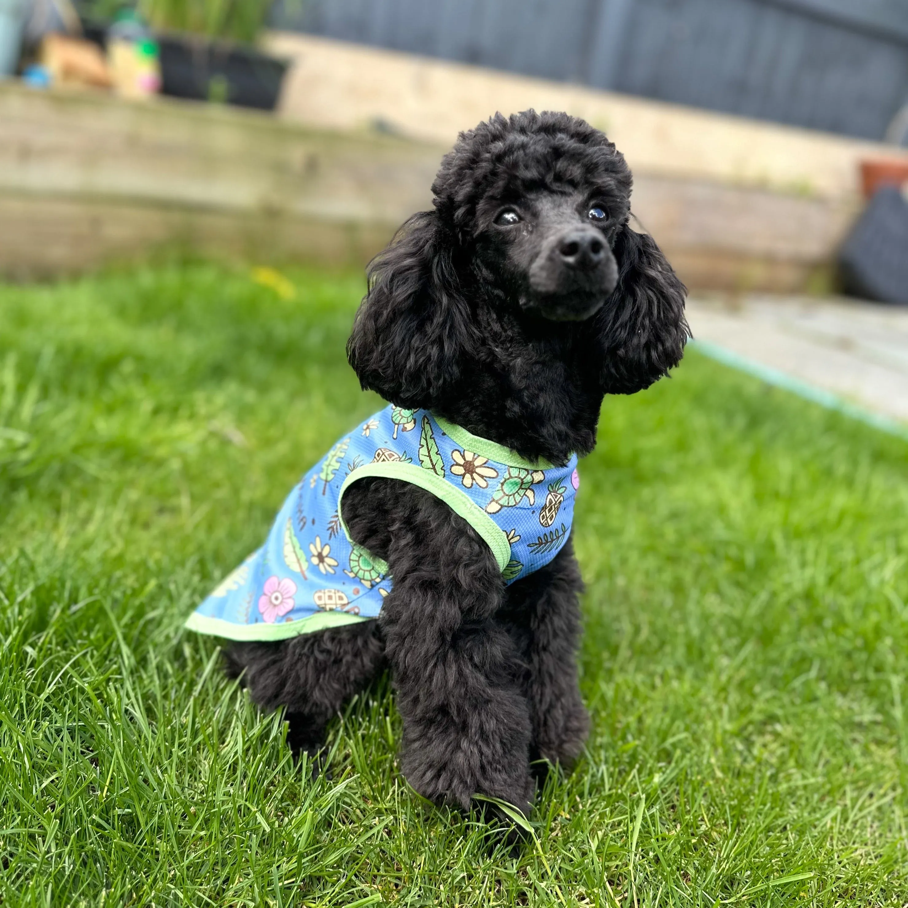 Island Breeze dog cooling vest - breathable dog summer t-shirt