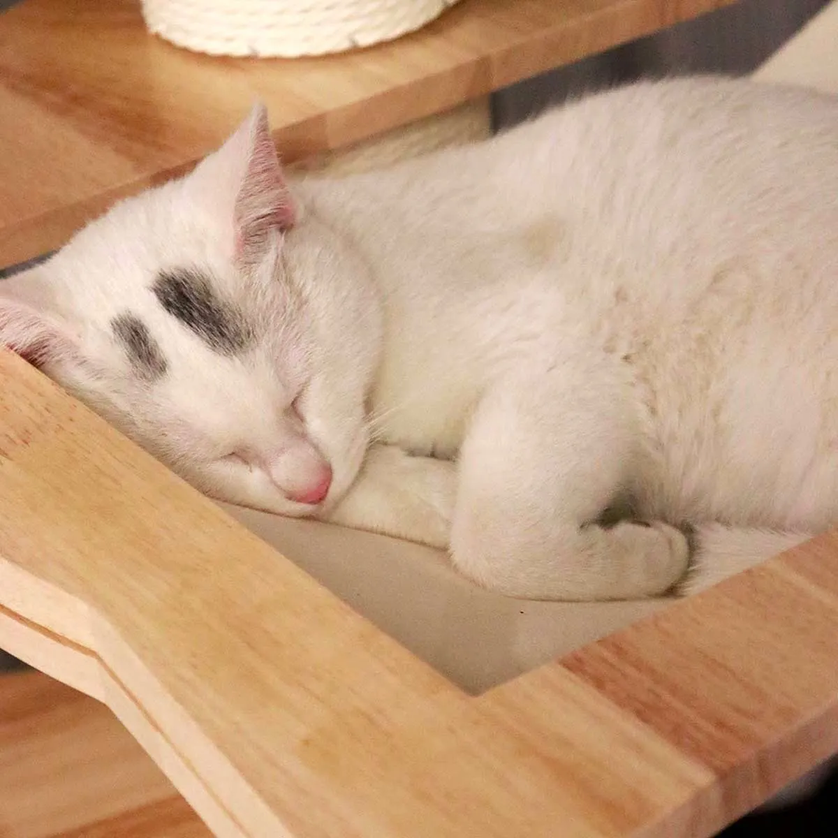 PETOMG Rubber Wood Floor to Ceiling Cat Tree, No Drilling, Adjustable Height(90.6'' - 110.2'')