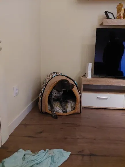 Portable Dog Cat House Bed